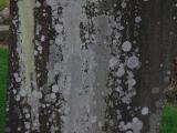 image of grave number 954305